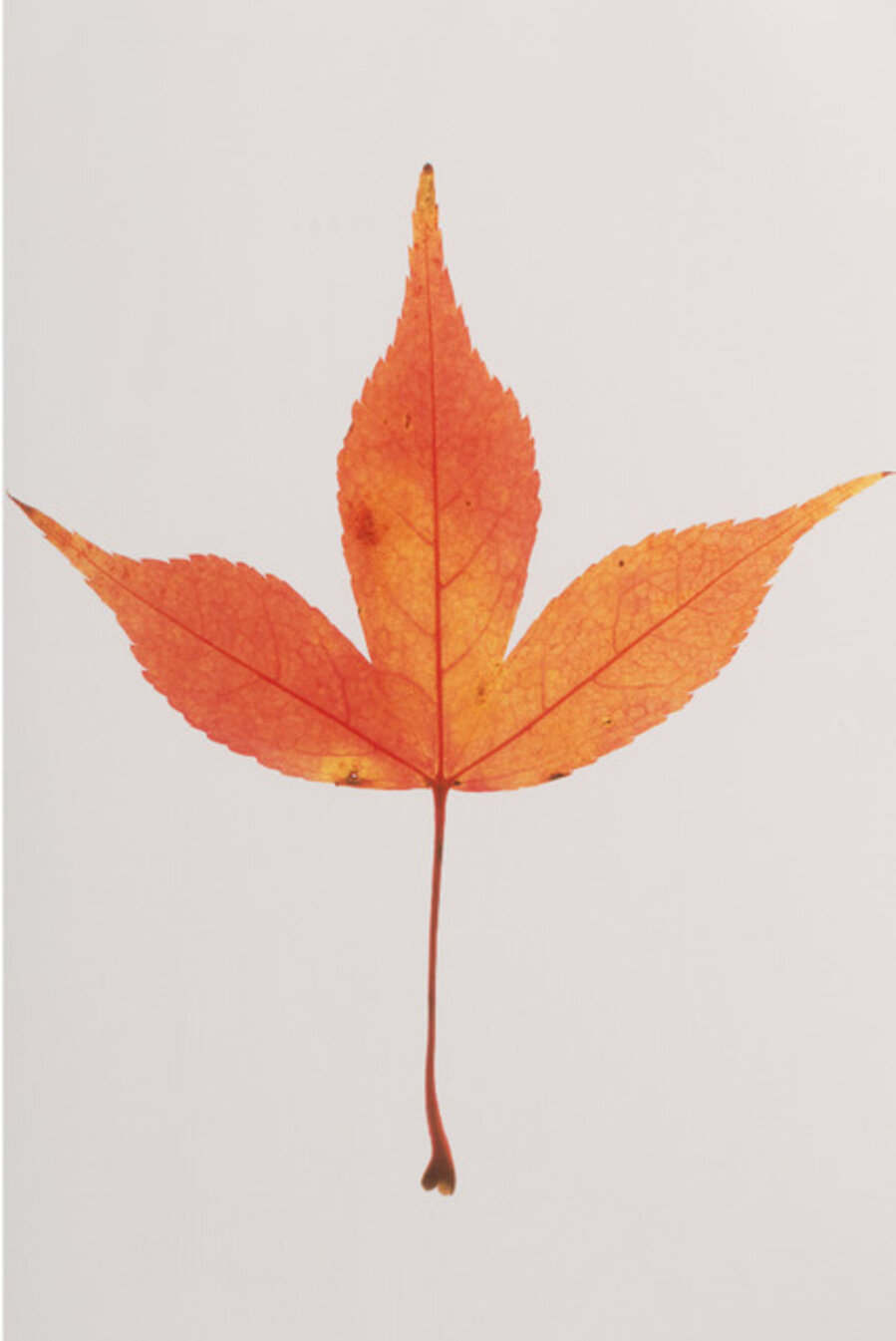 Acer Leaf