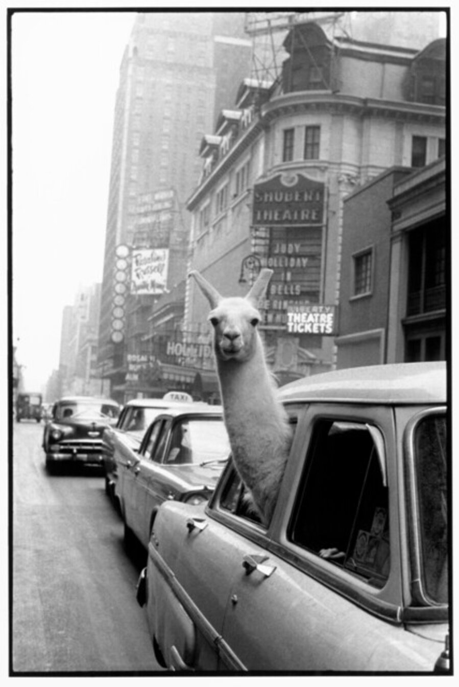 A Llama in Time Square