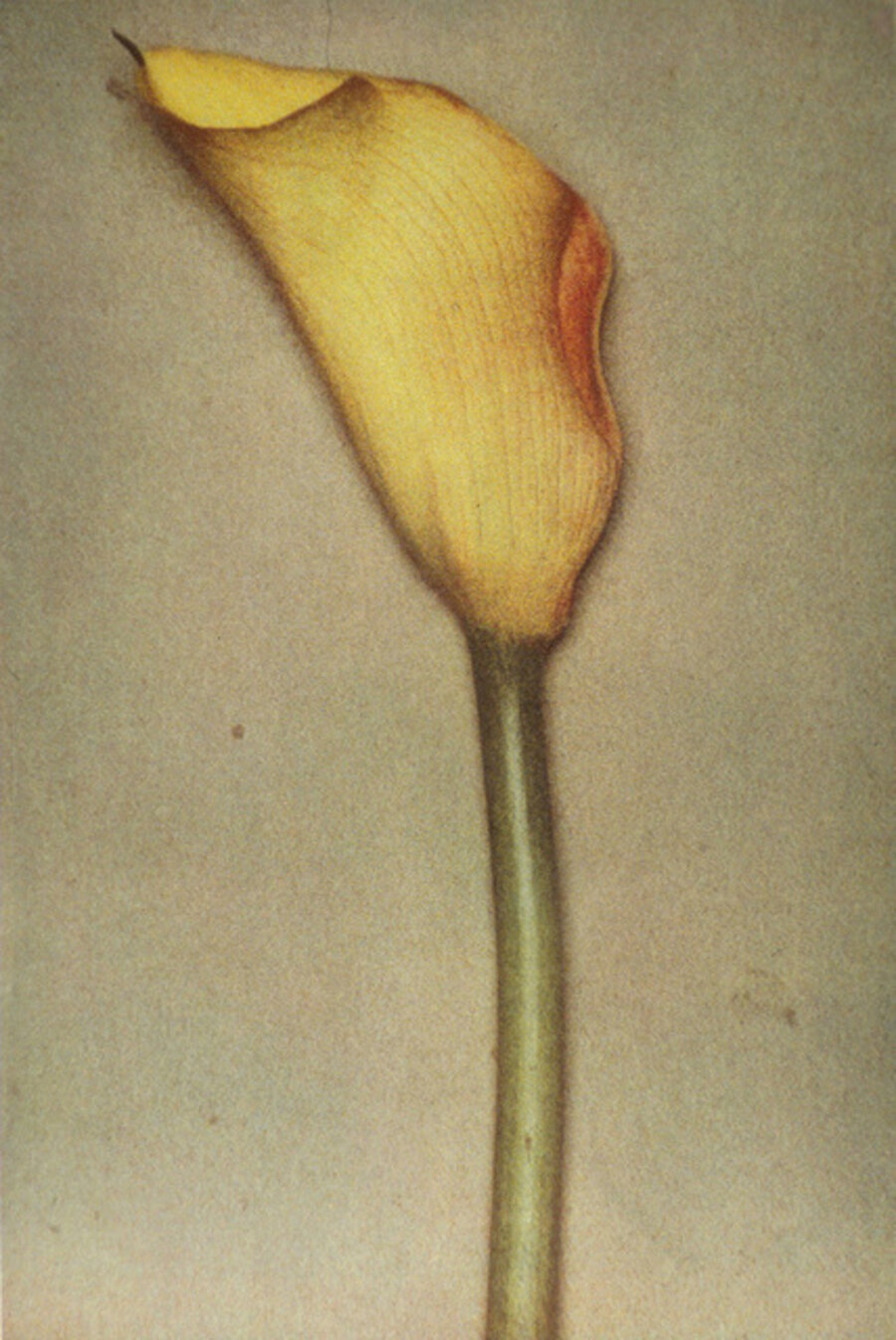 Yellow Calla
