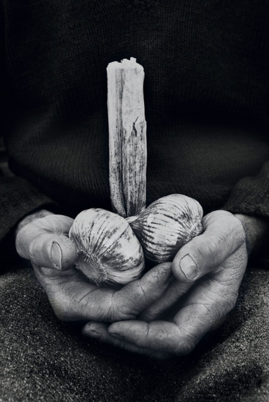 Garlic