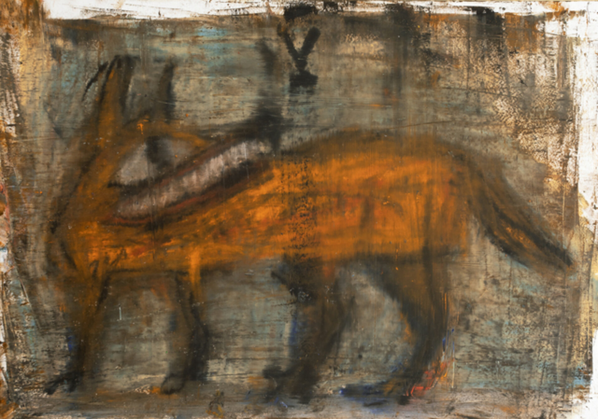 Coyote