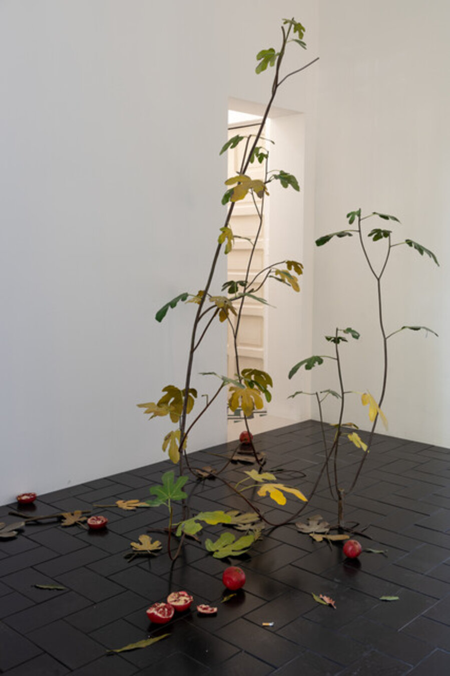 La Vida Breve (Ficus carica)