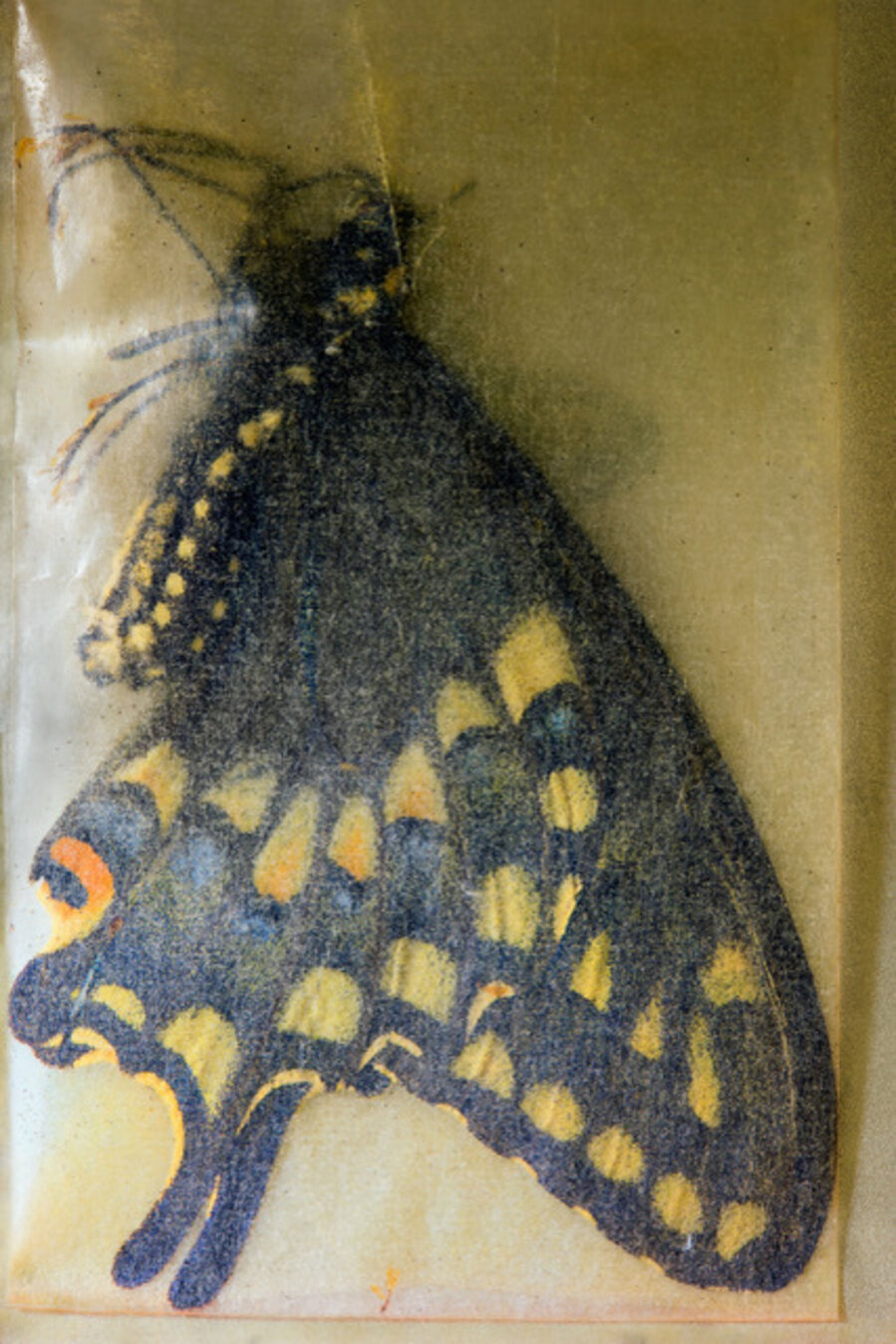 Papilio zelicaon (Anise Swallowtail) ♂, Oak Creek Canyon, Arizona, July 12 1959, 1, 2016. With thanks Cornell University Insect Collection, Department of Entomology, Cornell University, Ithaca, NY