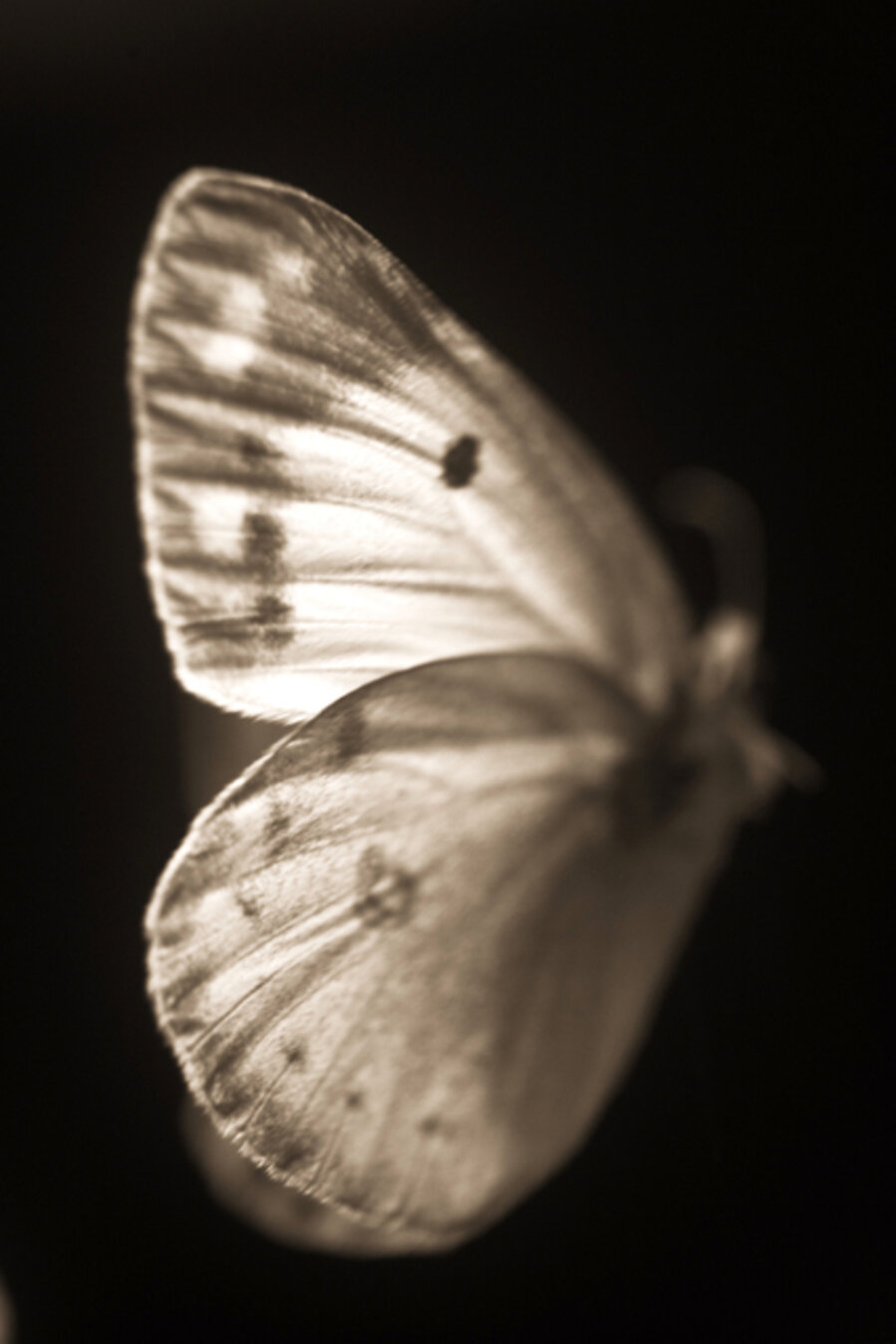 Southern Dogface Butterfly, Colias cesonia