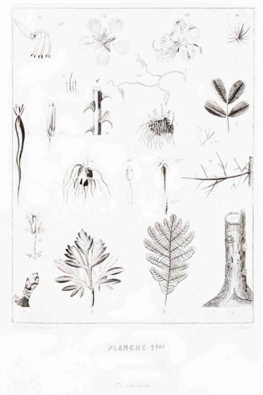 Planche 1 - Les Fleurs Animées Vol.II