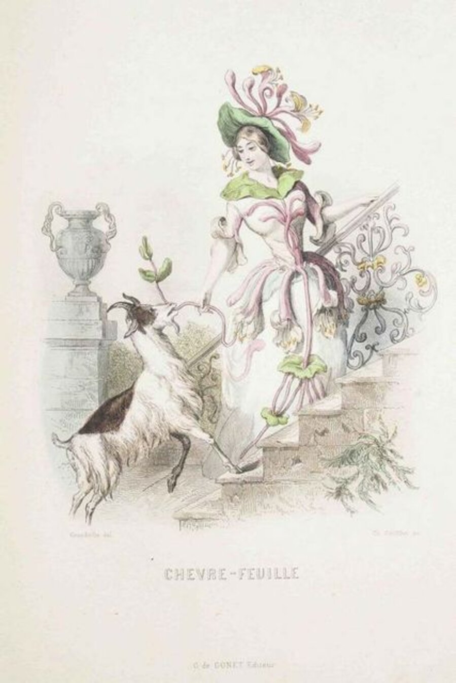 Chèvrefeuille