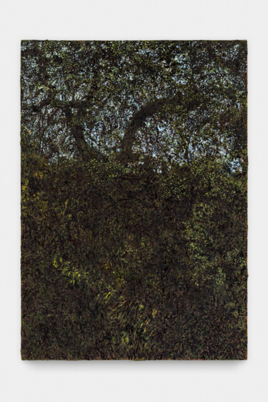 San Rafael Oak