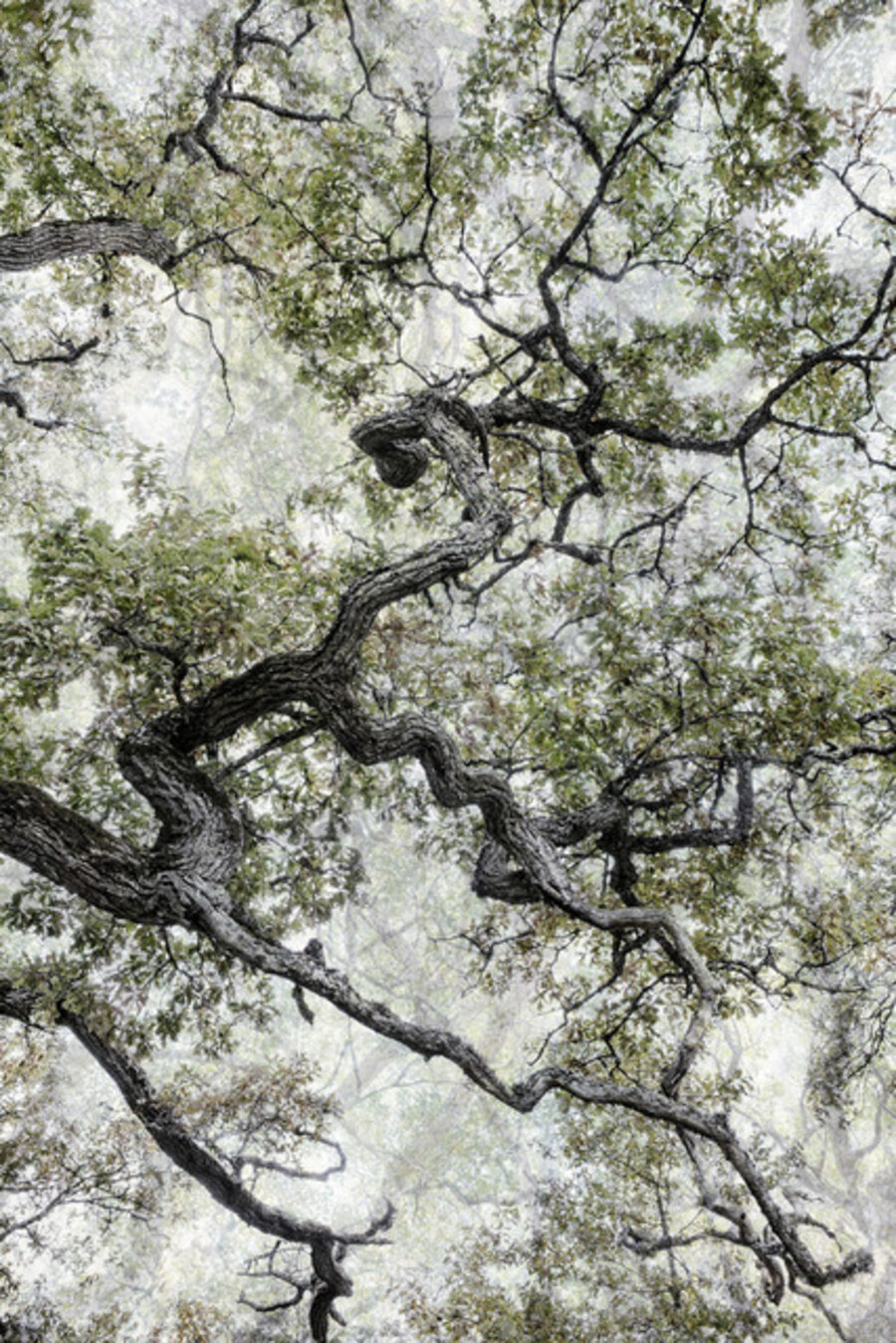 Forest #35