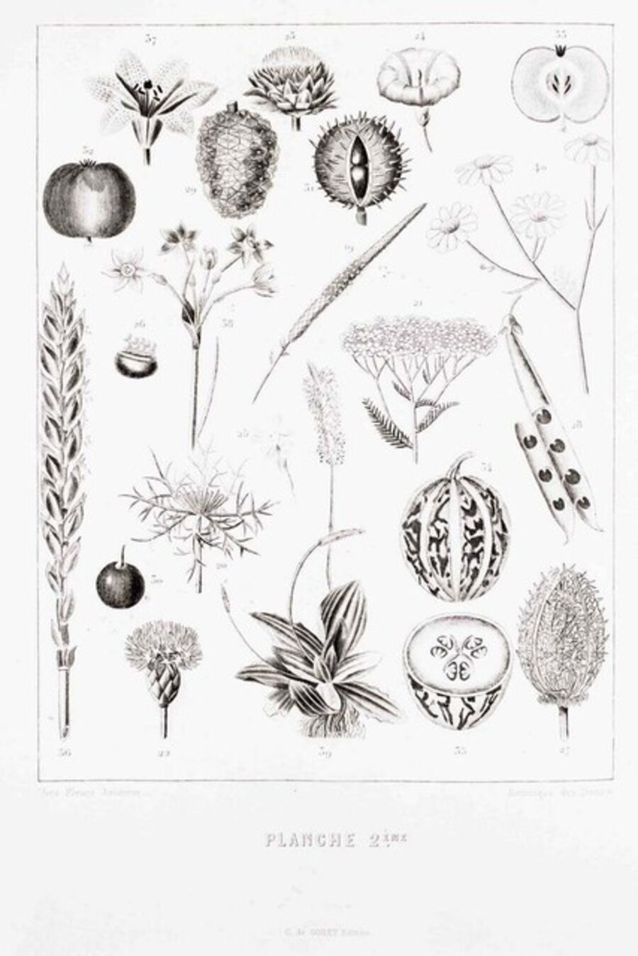 Planche 2 - Les Fleurs Animées Vol.II
