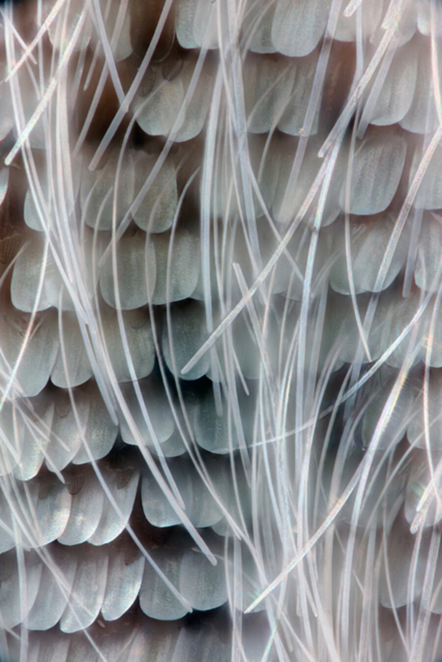 Lysandra (now Polyommatus) coridon (Chalk-hill Blue), wing scales, 1, 2016. With thanks Musée Cantonal de Zoologie, Lausanne, Switzerland