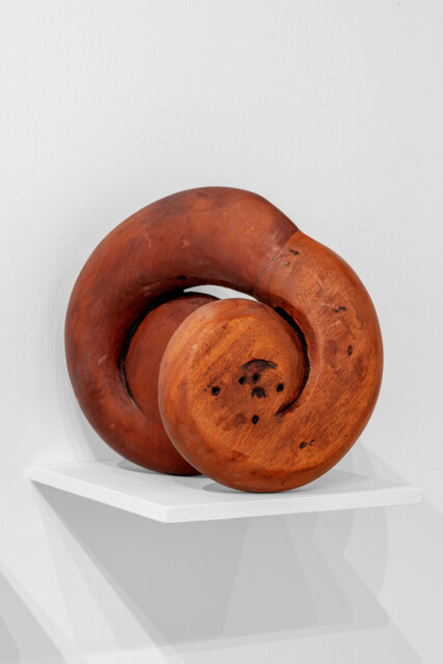 Ammonite