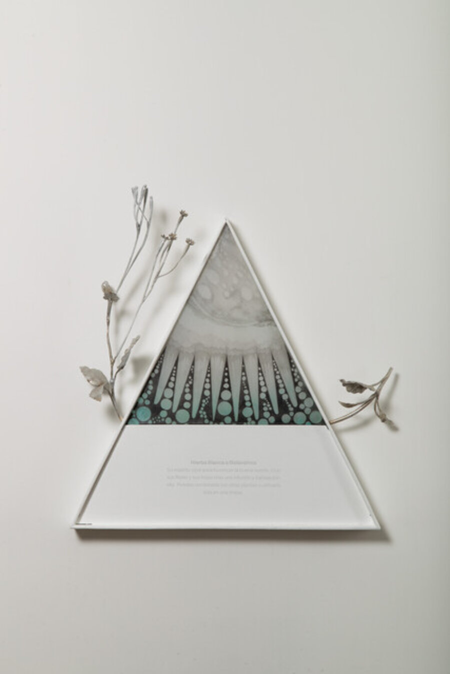 Hierba blanca o Golondrina (Euphorbia hirta) from the series Dibujos sobre los espíritus de la suerte
