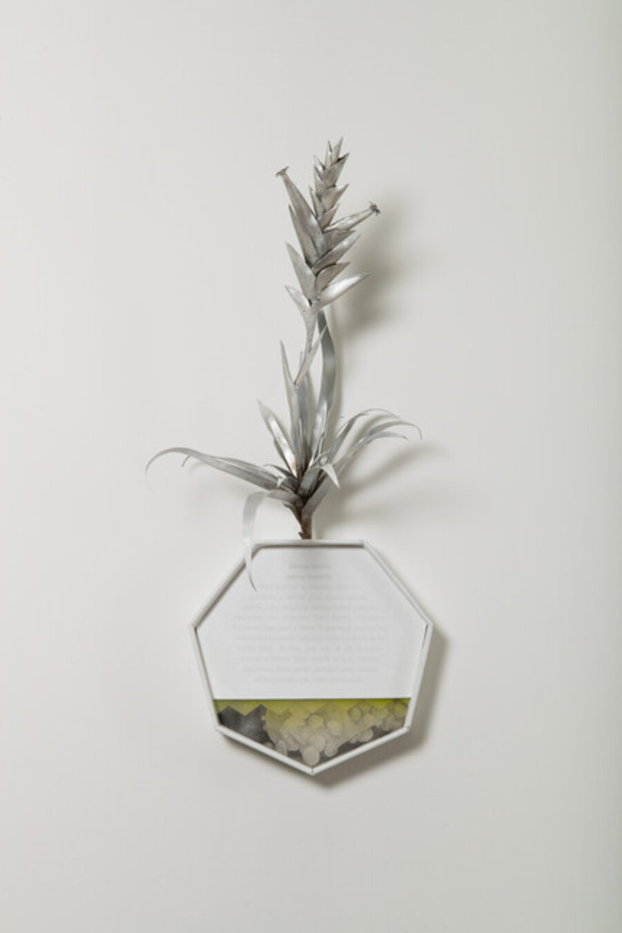 Siempre viva / Palma bendita (Tillandsia cacticola) from the series Dibujos sobre los espíritus de la suerte