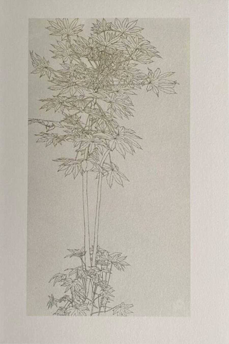 Aralia IV