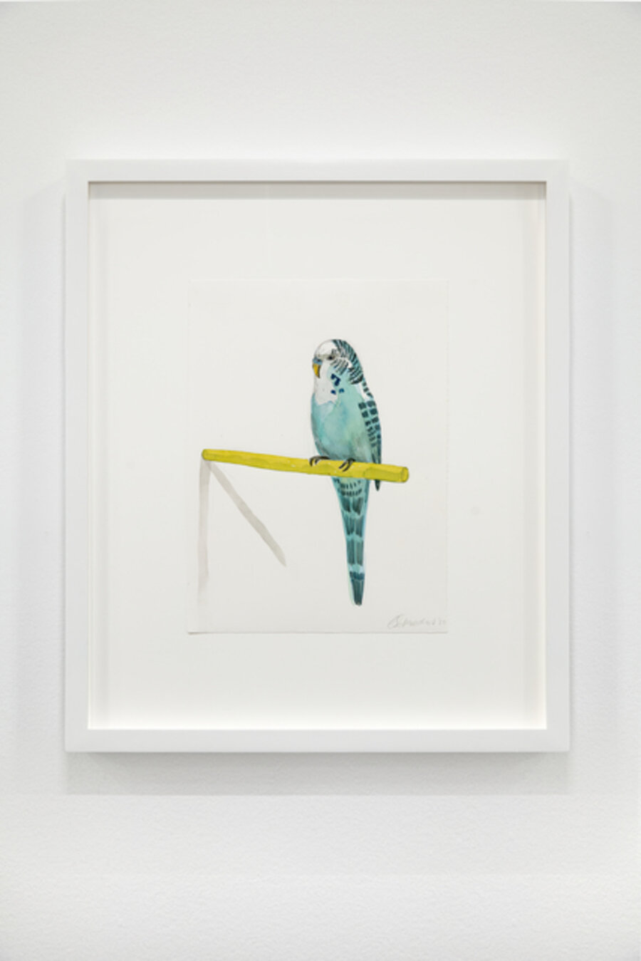 Budgie