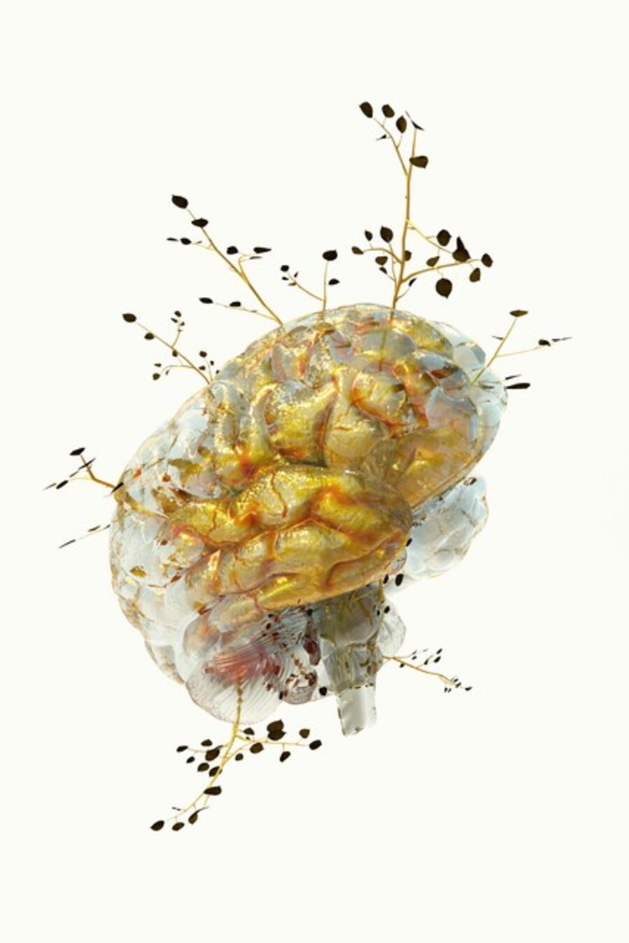 BRAIN 03