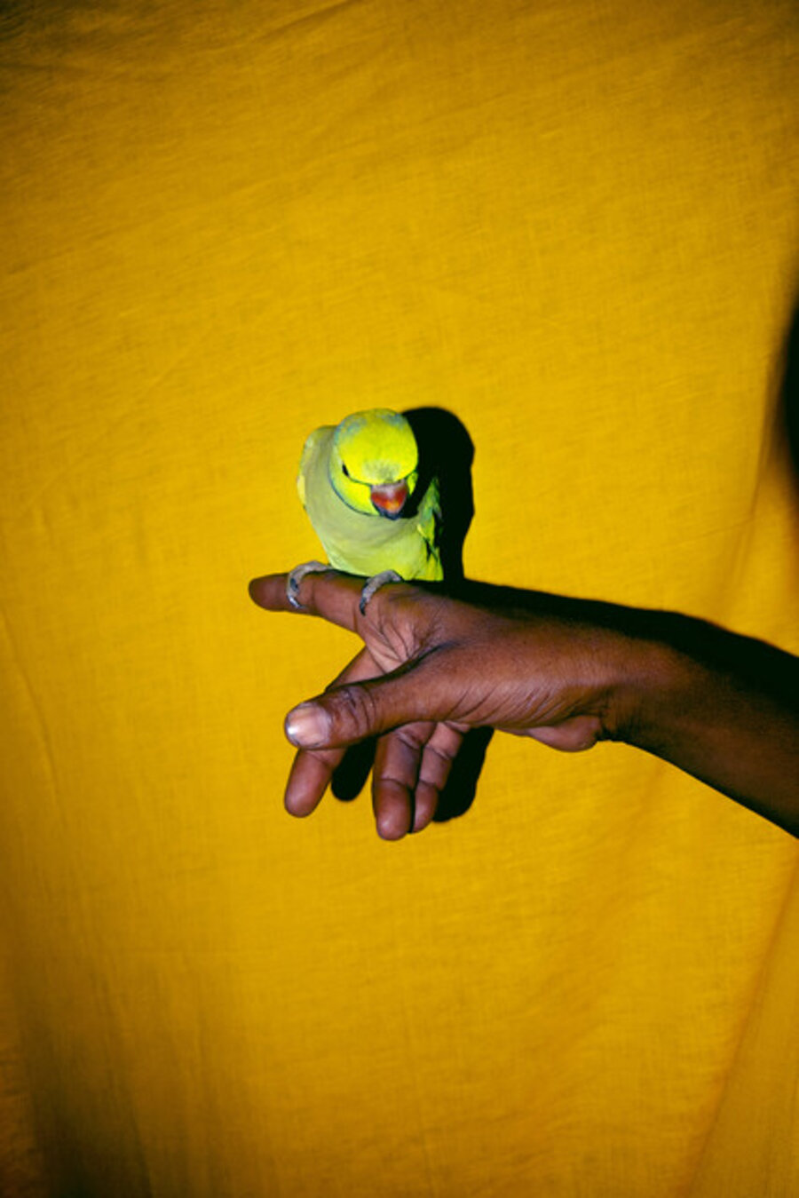 The parrot and its fortuneteller. India