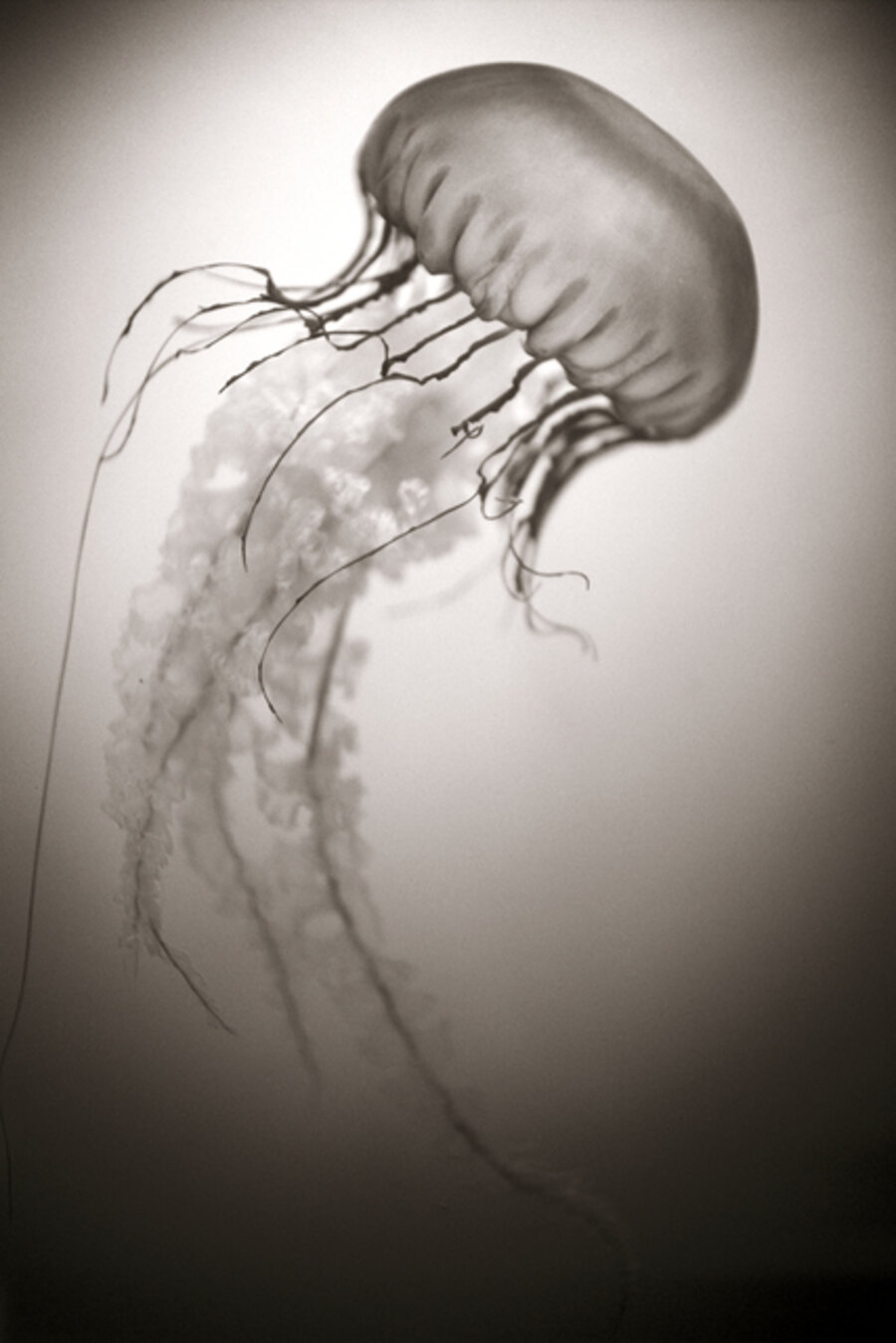 Sea Nettle, Chrysaora Fuscescens