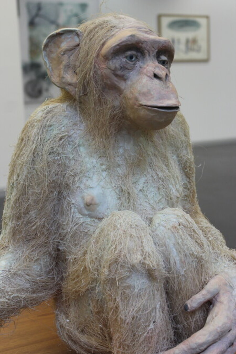 White Chimpanzee