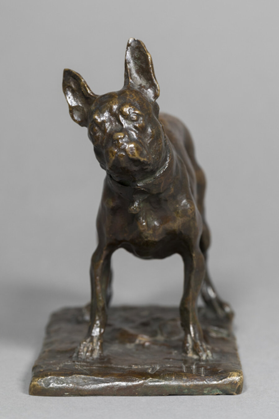 Bulldog