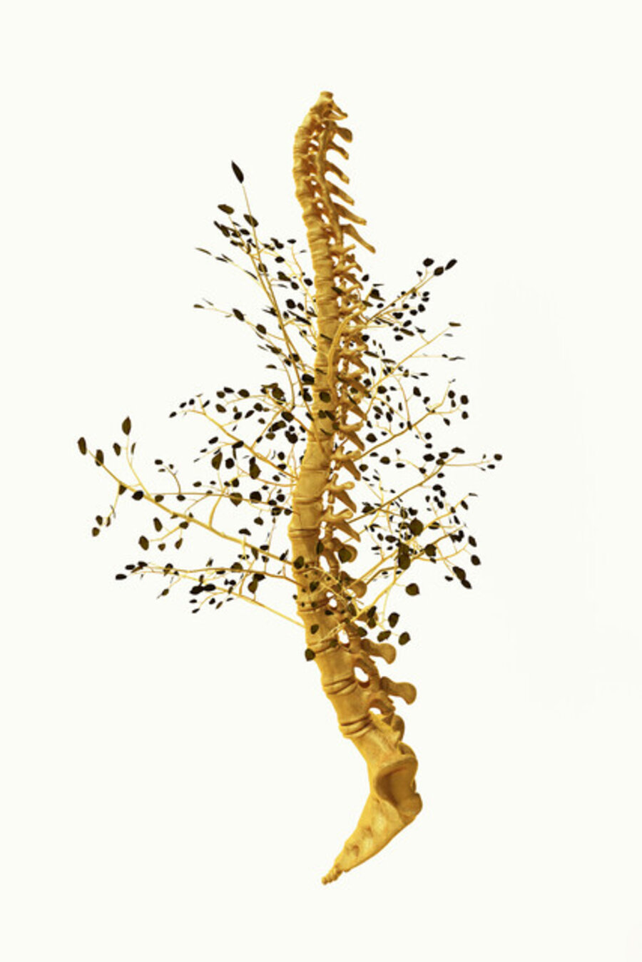 SPINE 01