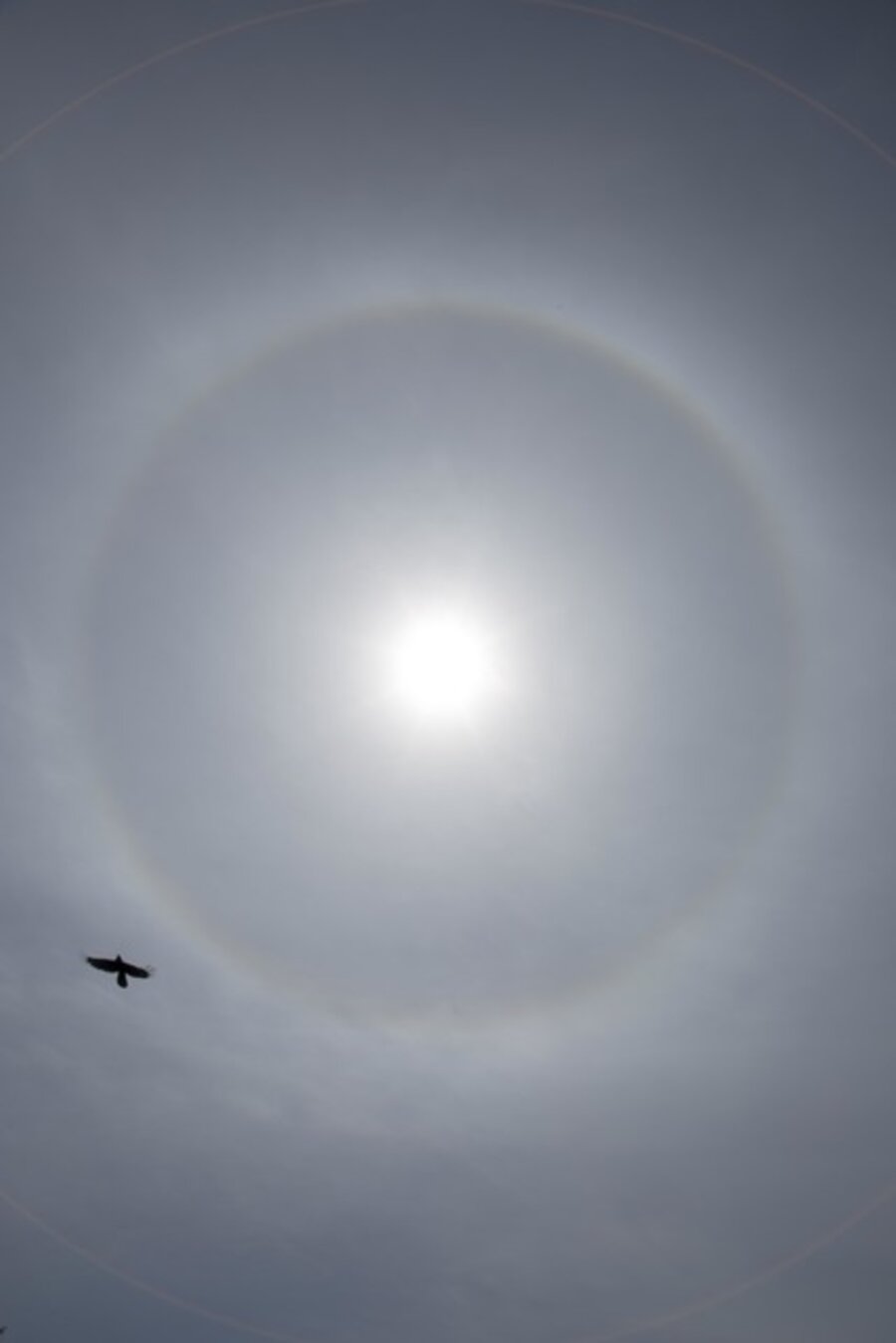 Untitled, from the series 'Halo'