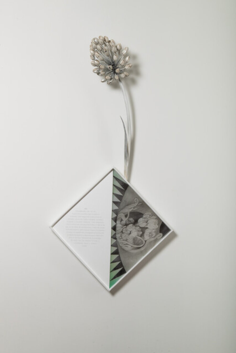 Ajo (Allium sativum) from the series Dibujos sobre los espíritus de la suerte