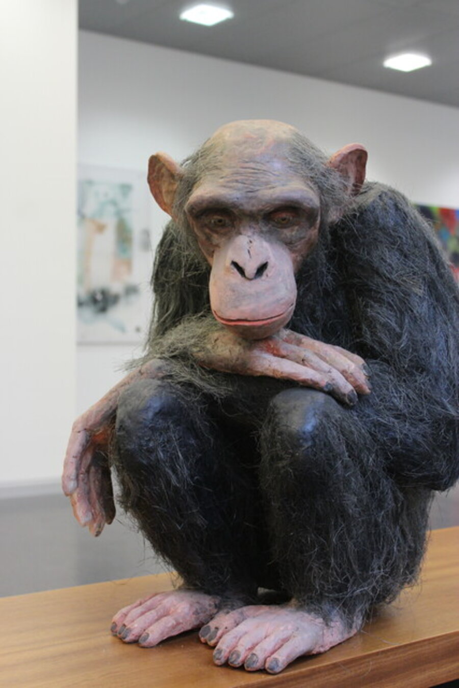 Chimpanzee