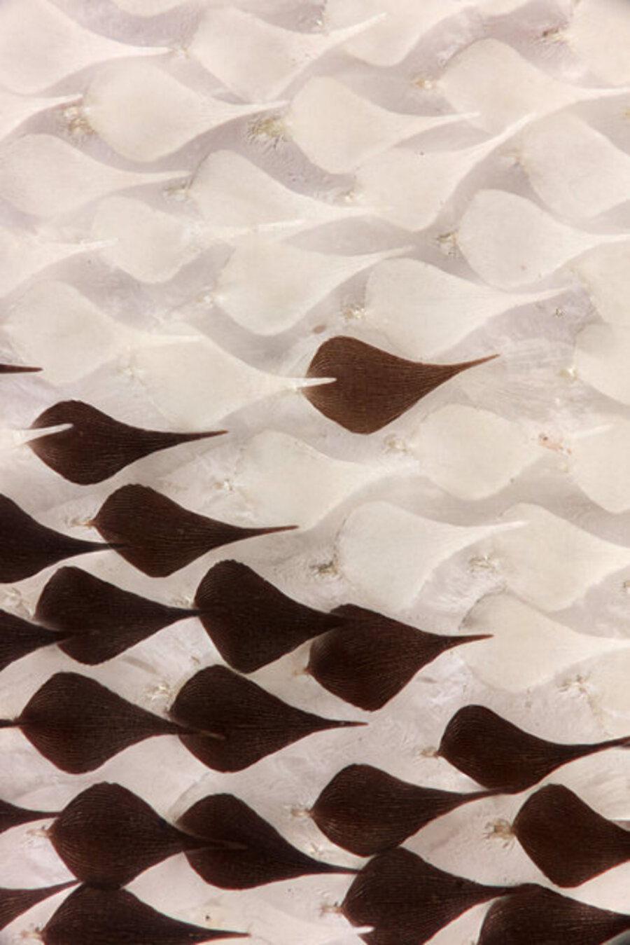 Parnassius mnemosyne (Clouded Apollo), wing scales, Limone Piemonte, Italy, June 14 1967, 1, 2016. With thanks Musée Cantonal de Zoologie, Lausanne, Switzerland