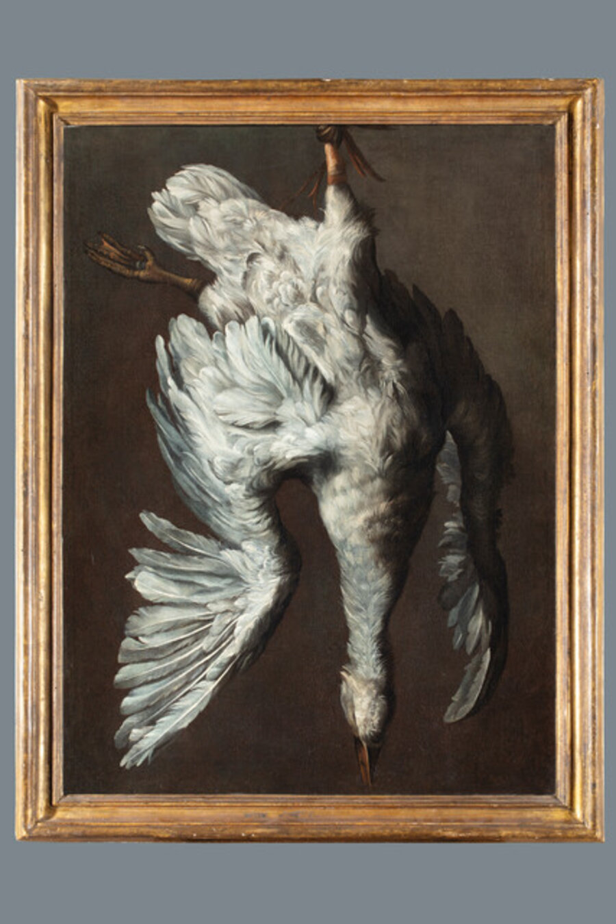 White duck