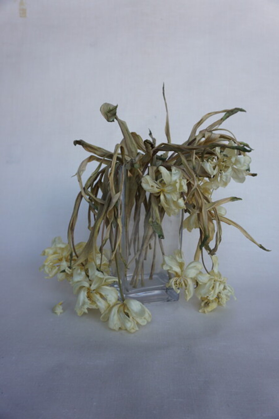 Flowers (White Tulips)