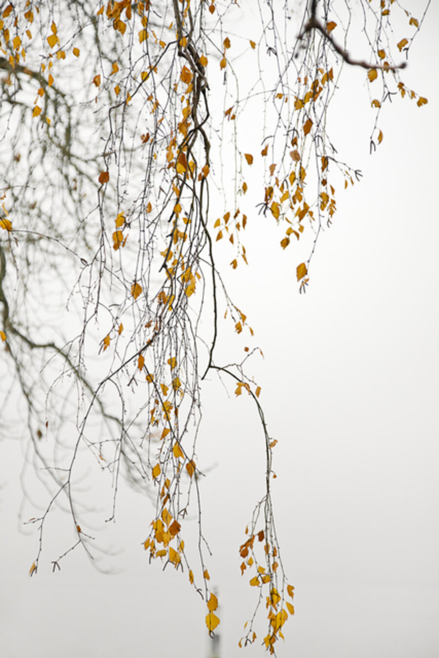 Lake Trees 11