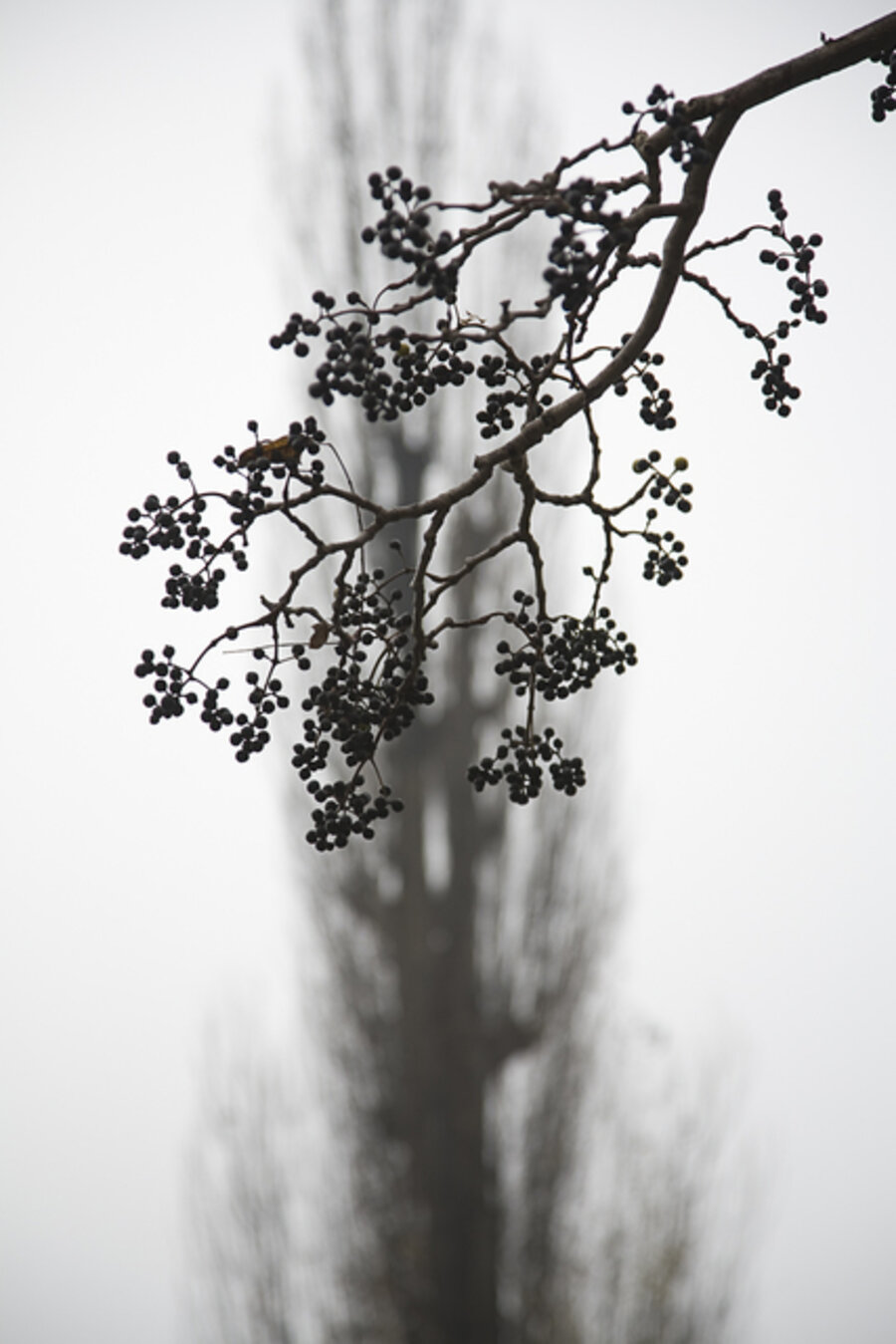 Lake Trees 5