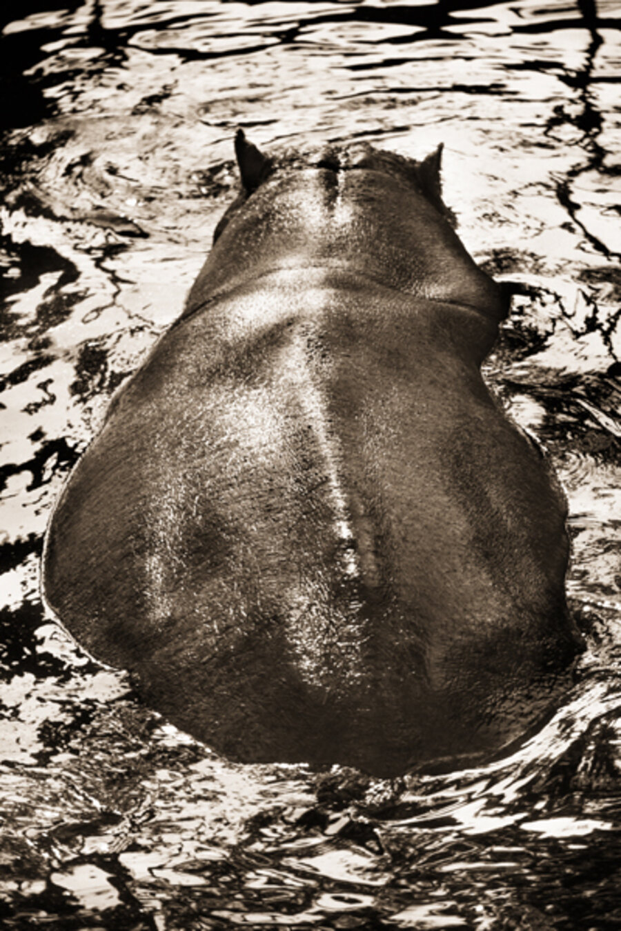 Hippopotamus, Hippopotamus Amphibius