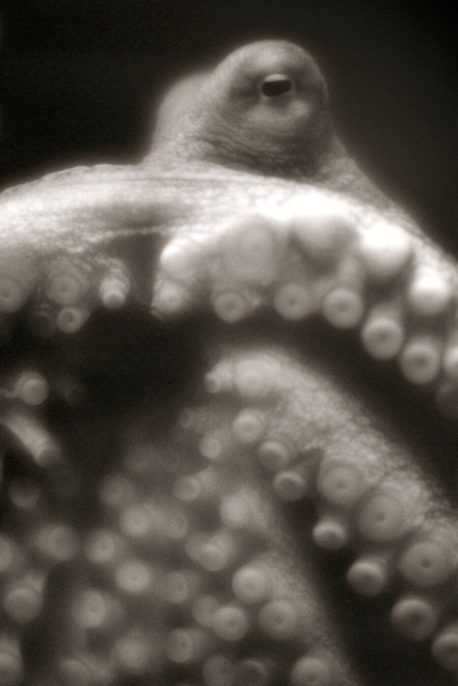 Giant Pacific Octopus, Enteroctopus Dofleini
