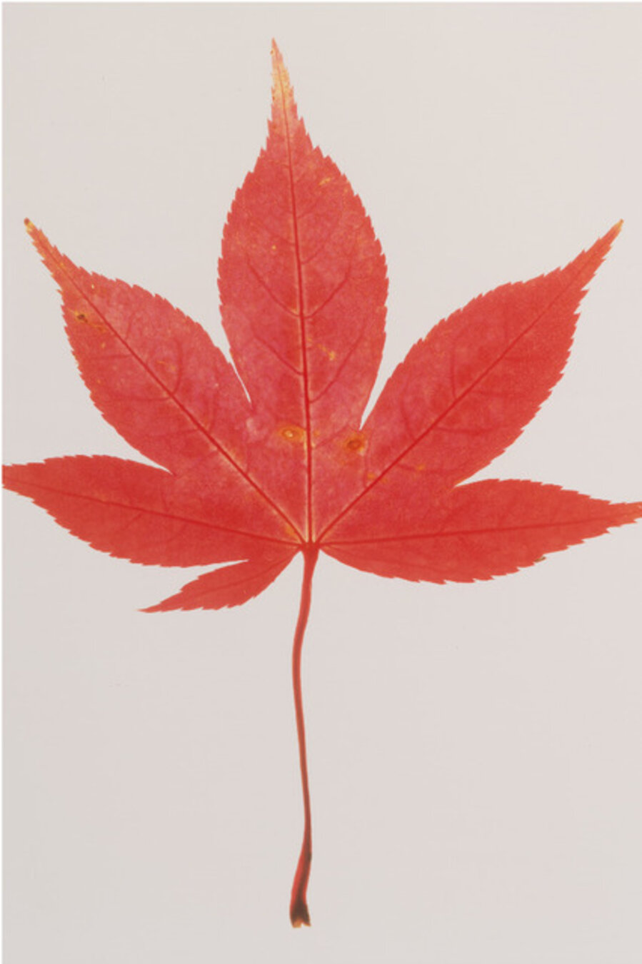 Acer Leaf