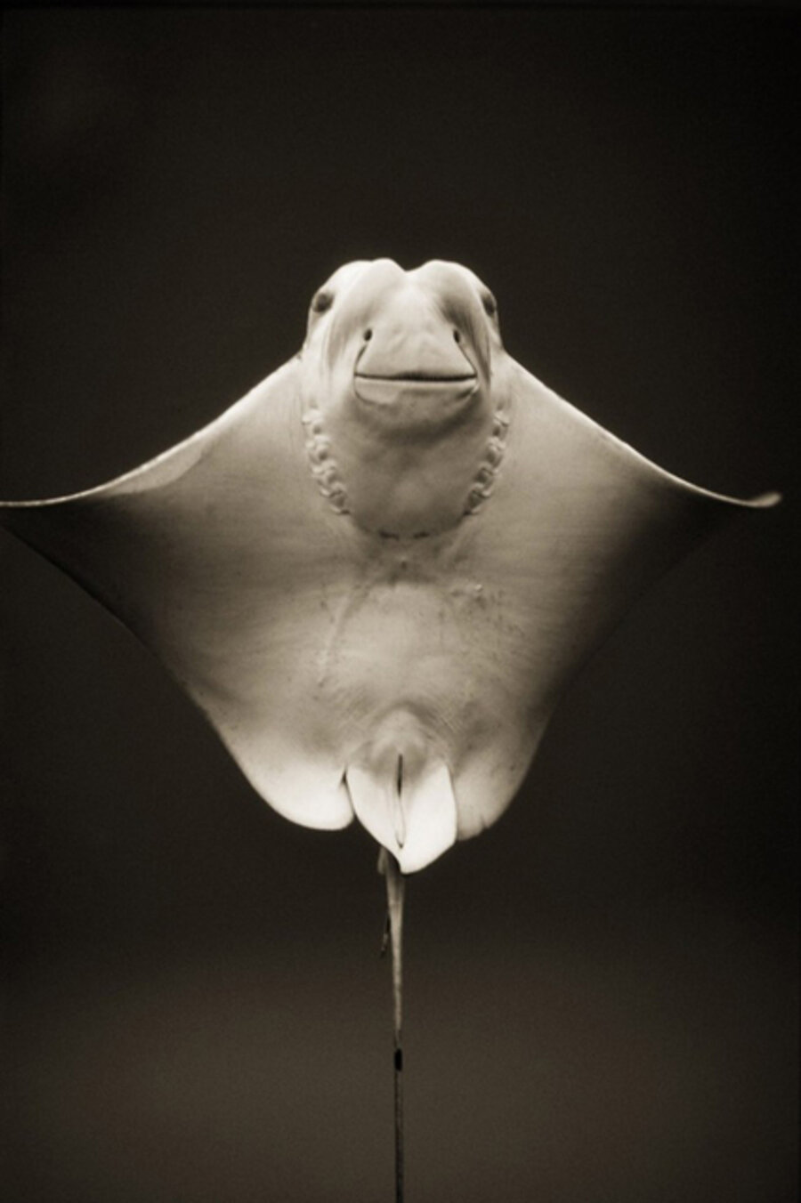 Cownose Ray (Rhinoptera bonasus)