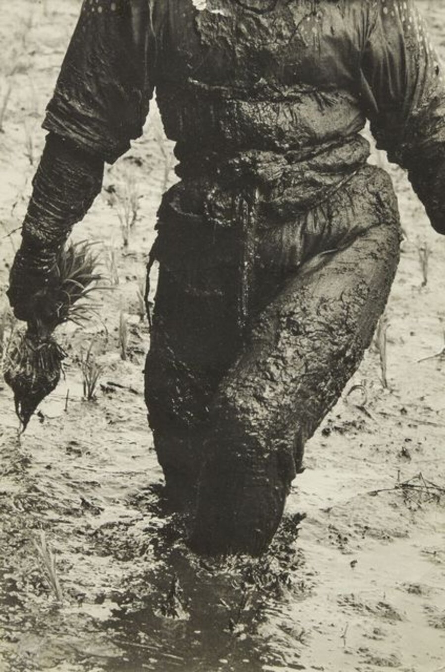 A Woman Planting Rice Toyama, Japan