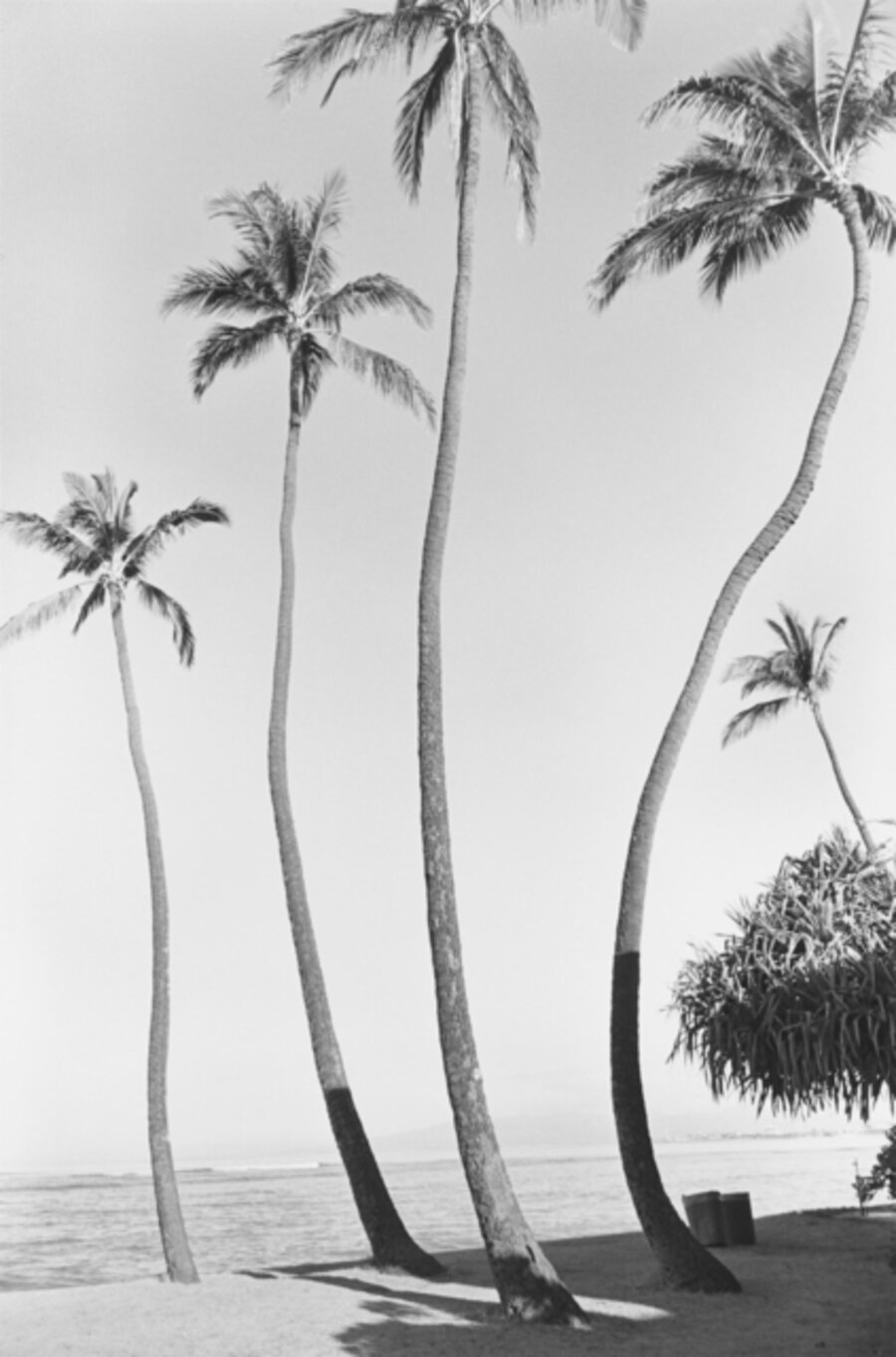 Waikiki No.1
