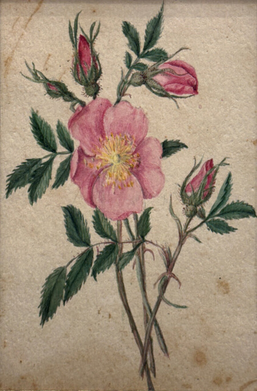 Moss Rose