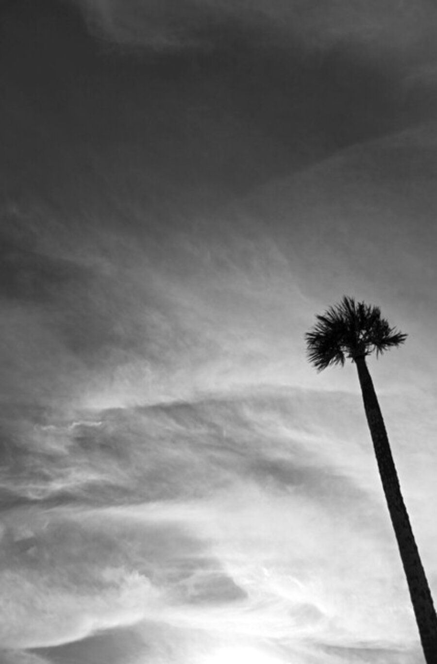 Palm