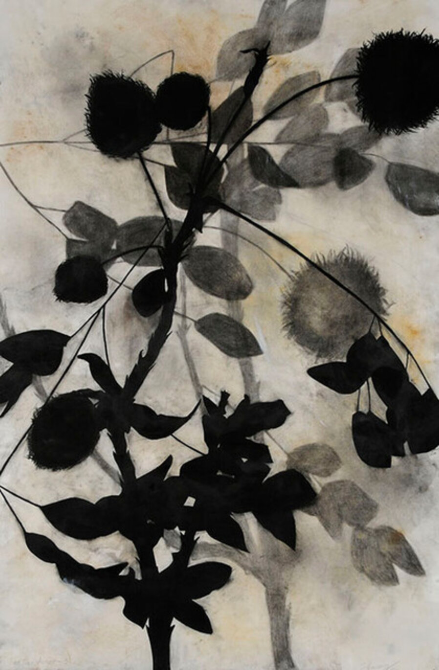 Lead Tree, August- 3, 2015