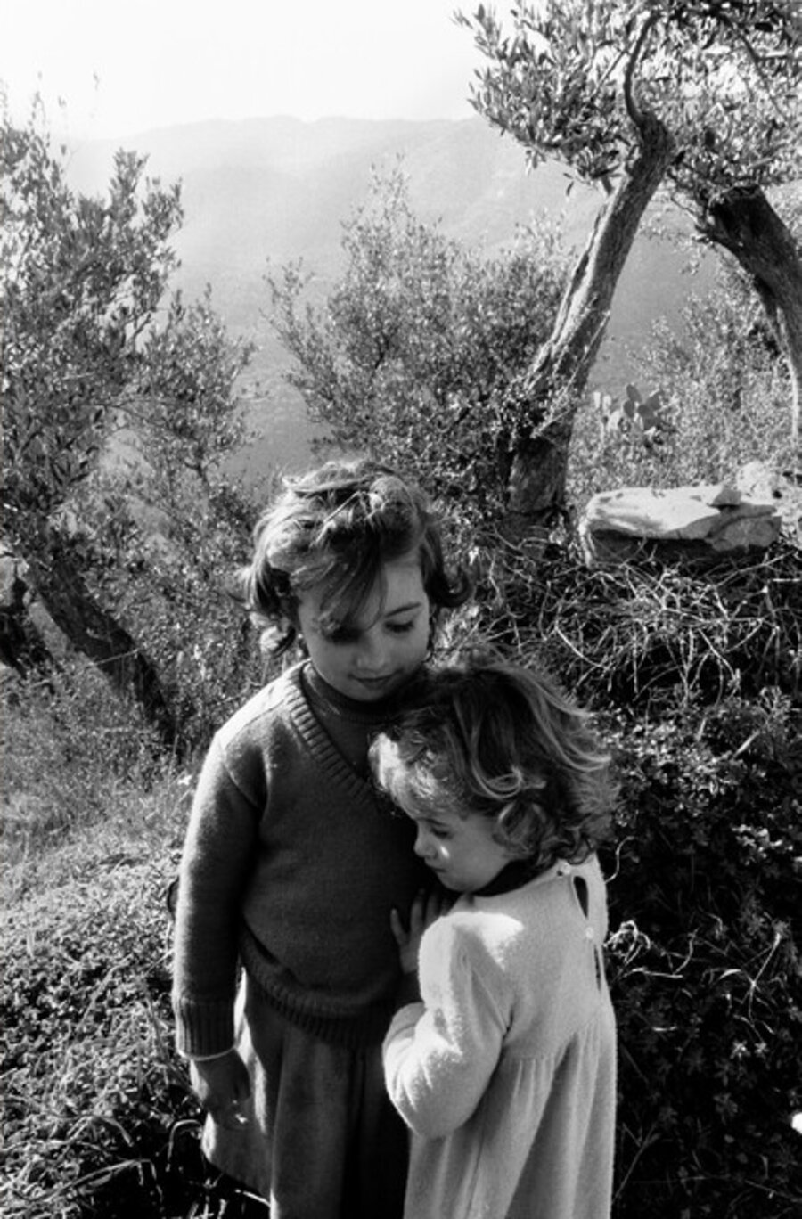 Ulivi San Mauro Castelverde, 1983