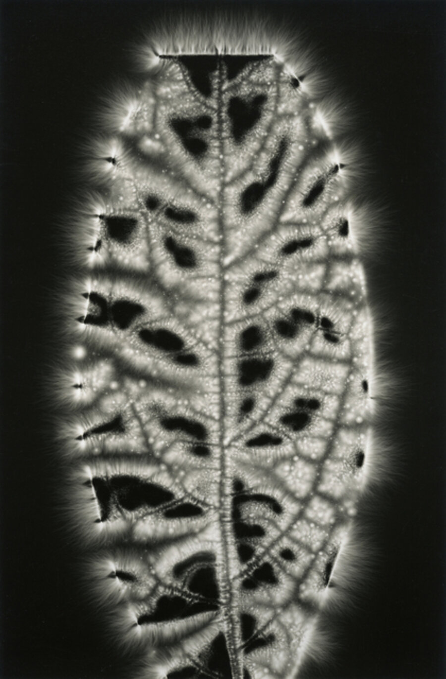Avocado Leaf, from the Metaflora portfolio