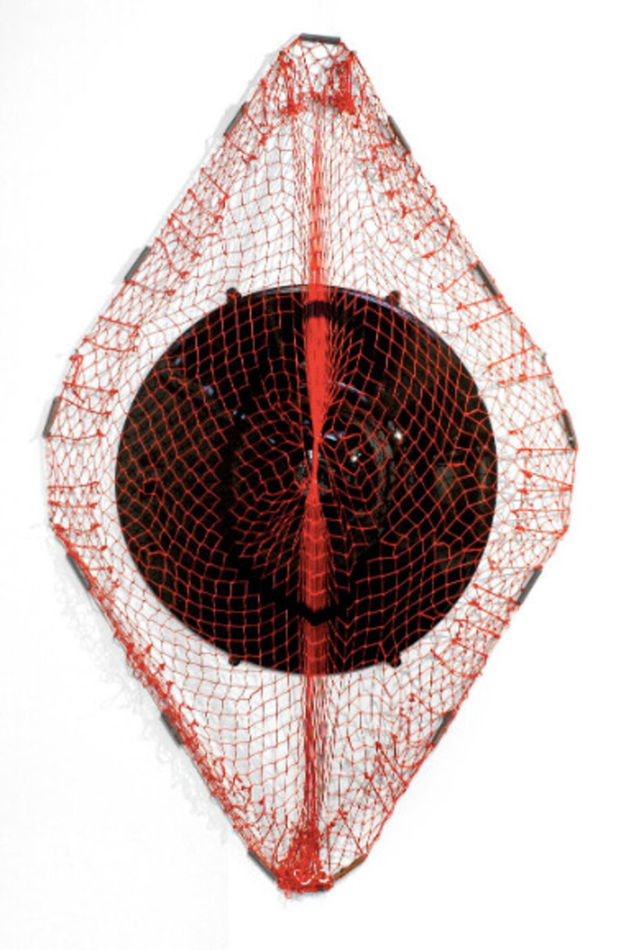 Concha roja / Red shell