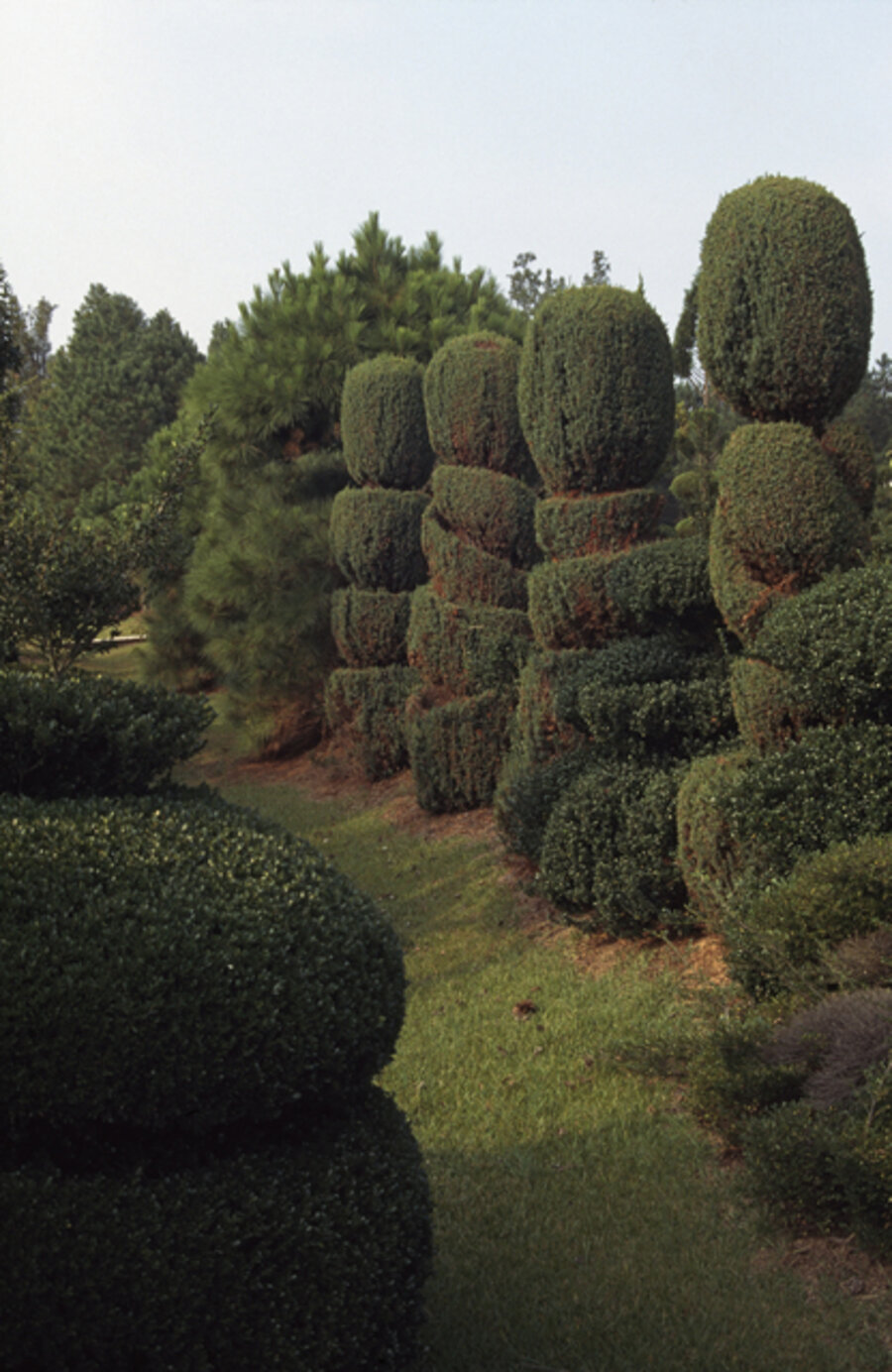 Four Junipers