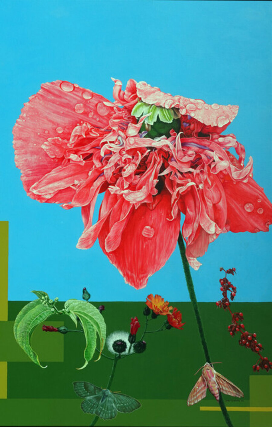 Ragged Poppy