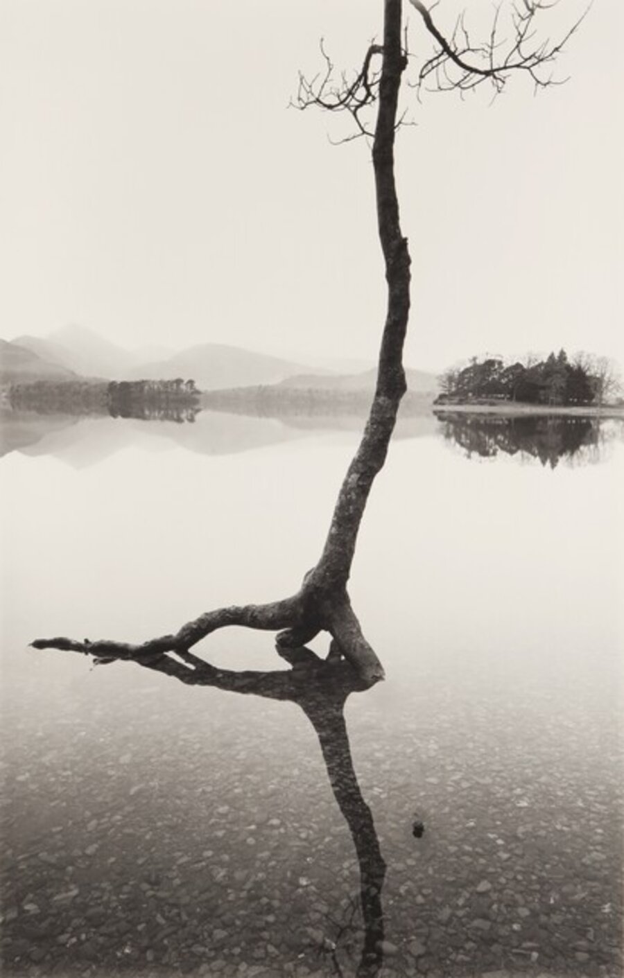 Flooded Tree, Derwentwater