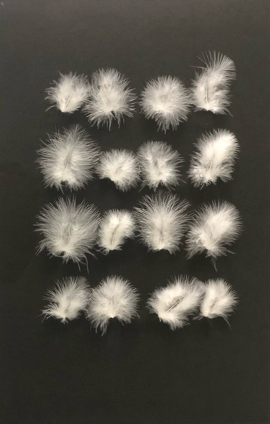 Feathers