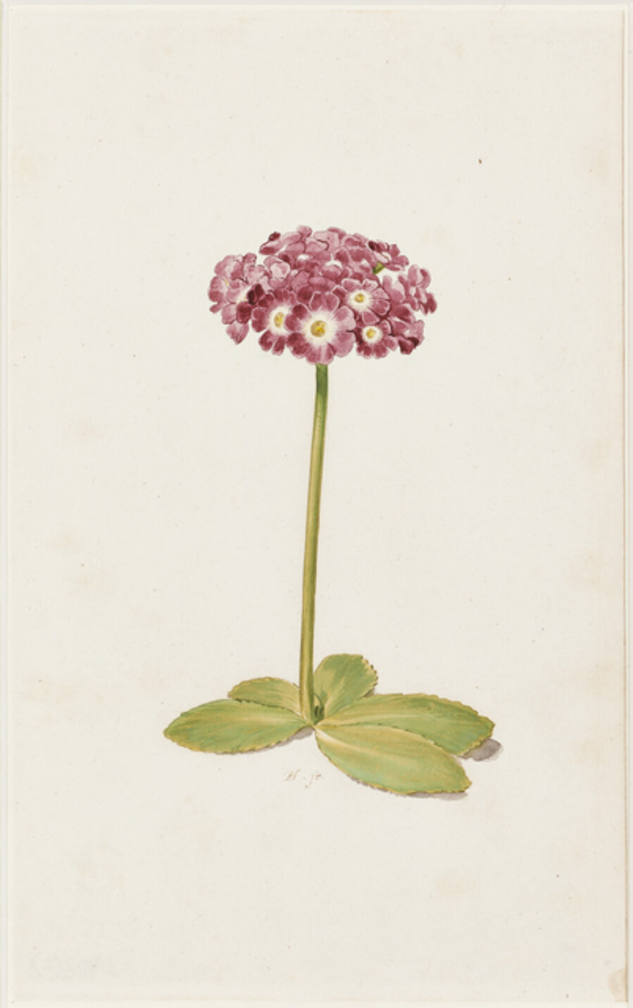 A study of an Auricula